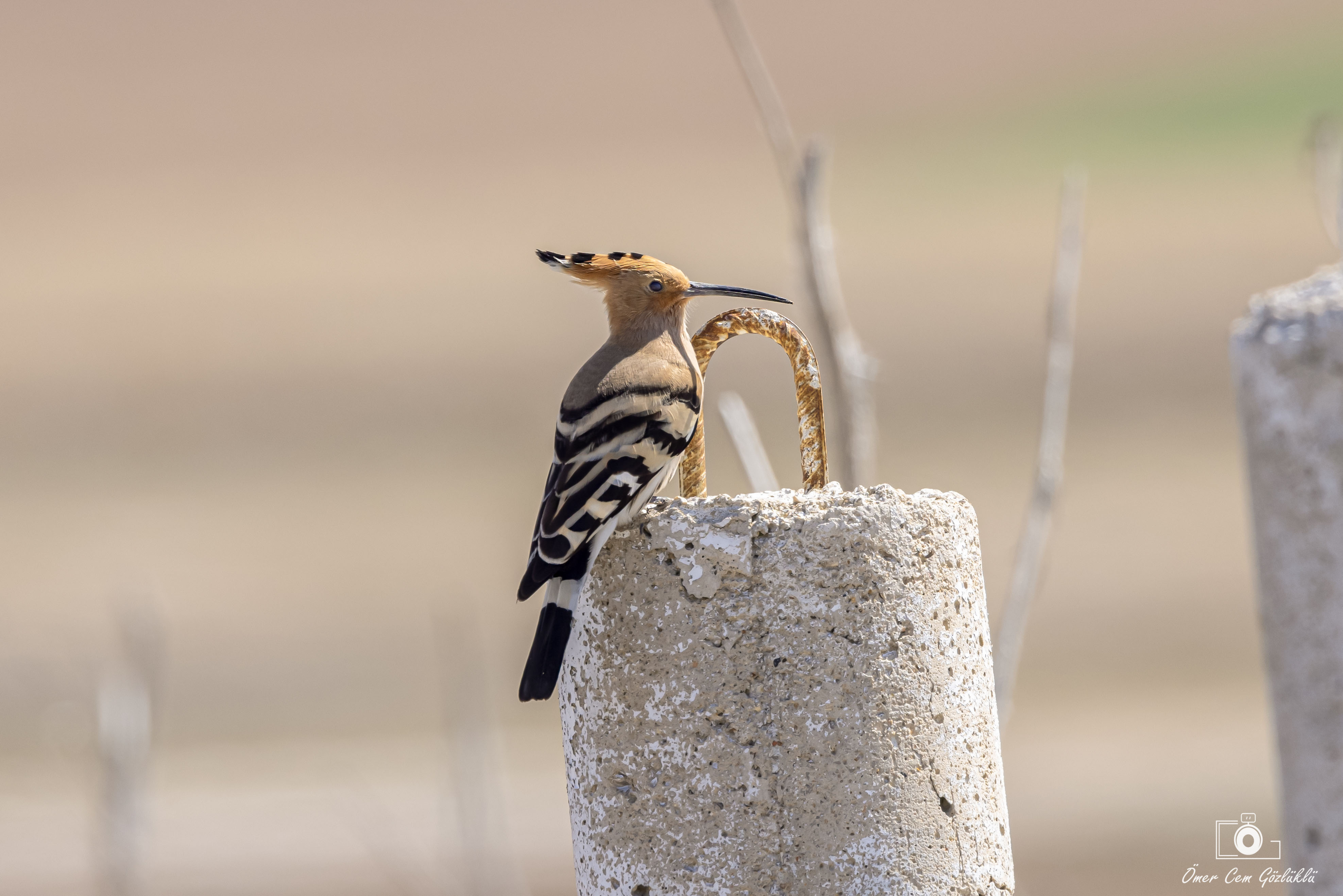 Eurasian Hoopoe